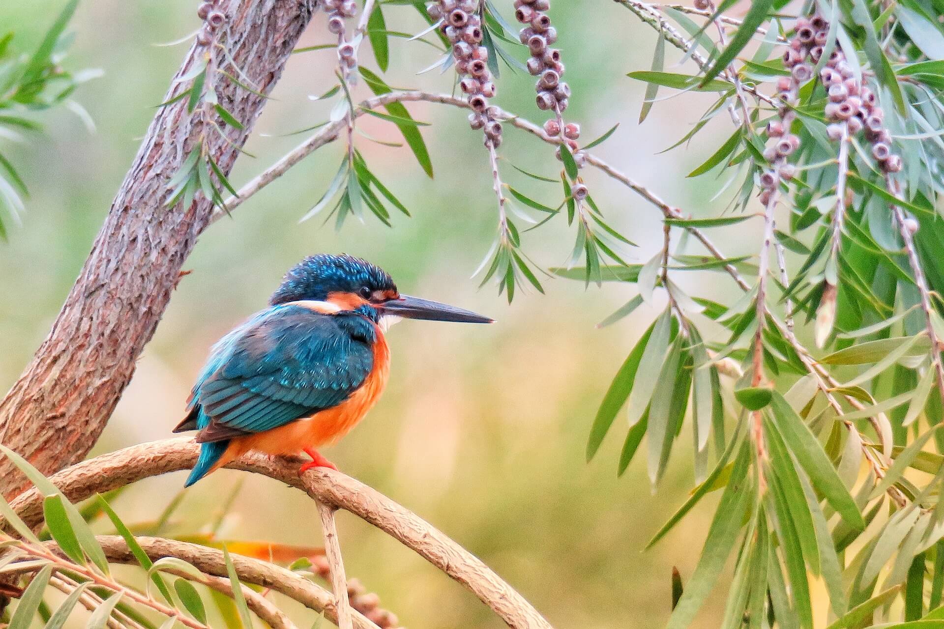 Eisvogel