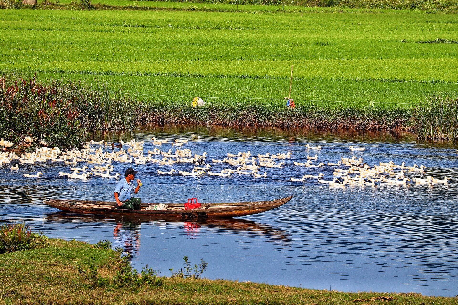 Vietnam - Da Nang Mann im Boot und Gänse