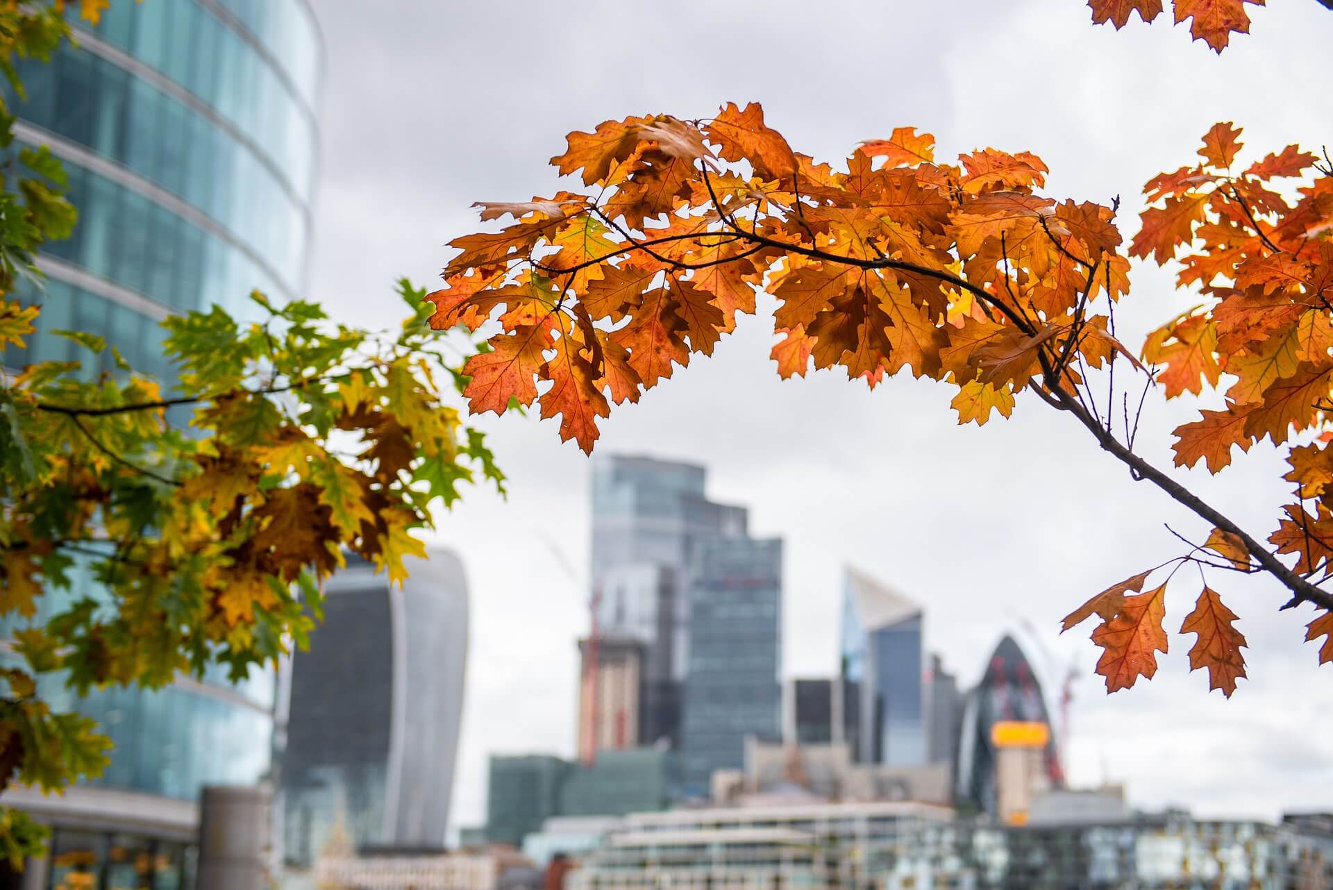 herbstlich gefärbter Zweig einer Eiche mit London Skyline im verschwommenen Hintergrund