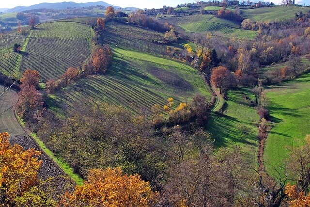 Weinberg bei Parma