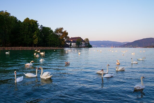 Der Attersee mit zahlreichen Schwänen