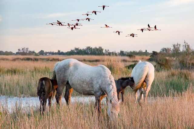 Camargue - zwei weiße Pferde und zwei braune Pfohlen grasen und am Himmel fliegen mehrere Vögel