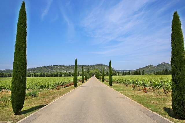 Südfrankreichs typische Landschafts - eine Straße mit Zypressen gesäumt