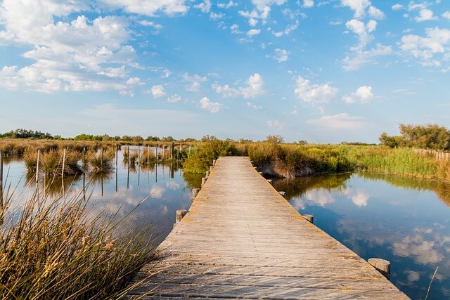 Camargue - Ein Holzsteg im See umsäumt mit Gräsern